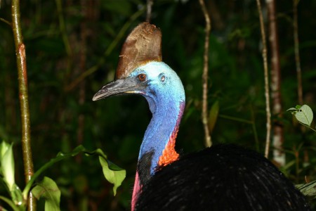 Southern Cassowary Casuarius casuarius johnsonii EPBC Act: Endangered; NC Act: Endangered